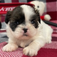 Shih Tzu Puppy Mercy