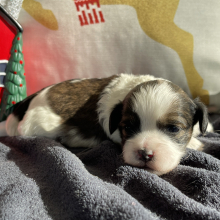 Shihpoo Puppy Chewy