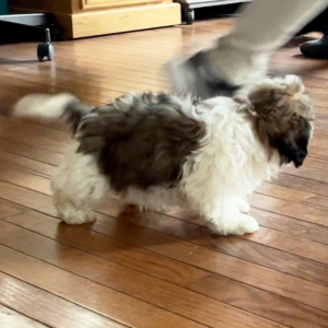 Shihpoo Puppy Chewy