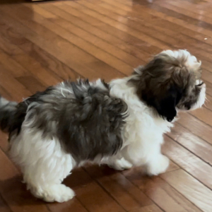Shihpoo Puppy Chewy
