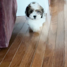 Shihpoo Puppy Chewy