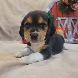 Beagle Puppy Dora