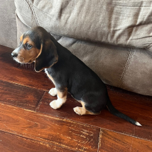 Beagle Puppy Dora