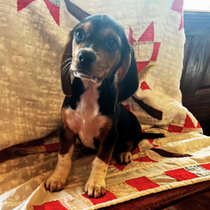 Beagle Puppy Dora
