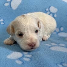 Maltipoo Puppy Harris