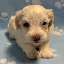 Maltipoo Puppy Harris