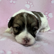 Maltipoo Puppy Brooke