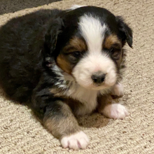 Australian Shepherd Puppy Jimmy