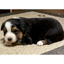 Australian Shepherd Puppy Jimmy