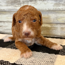 Poodle Puppy Nova