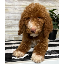 Poodle Puppy Nova