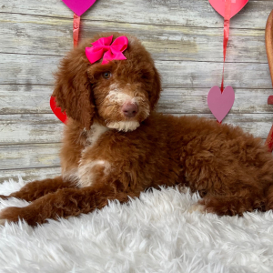Poodle Puppy Nova