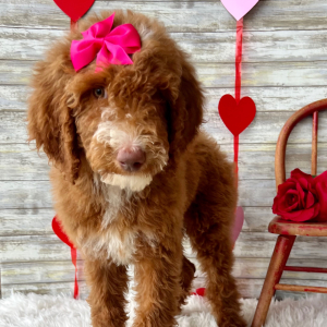 Poodle Puppy Nova