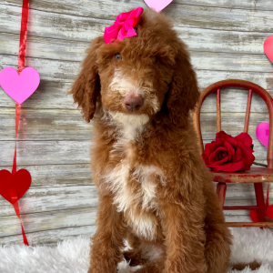 Poodle Puppy Nova