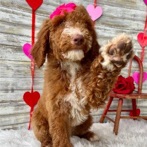 Poodle Puppy Nova