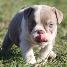 Bulldog Puppy Milkshake