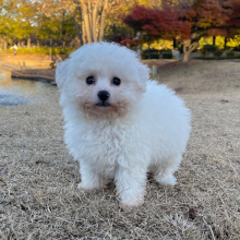 Bichon Frise Puppy Millie