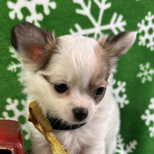 Chihuahua Puppy McLemore