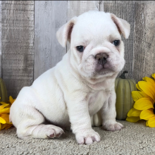 French Bulldog Puppy Tonka