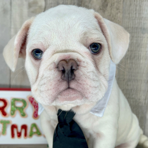 French Bulldog Puppy Tonka