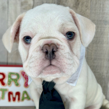 French Bulldog Puppy Tonka