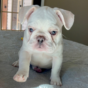 French Bulldog Puppy Tonka