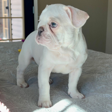 French Bulldog Puppy Tonka