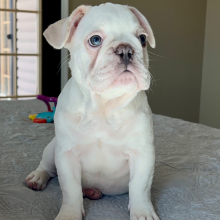French Bulldog Puppy Tonka