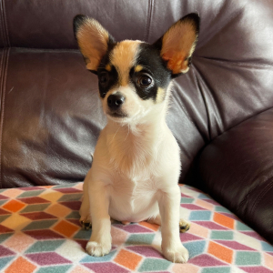 Chihuahua Puppy Lil Chance