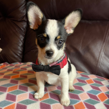 Chihuahua Puppy Lil Chance