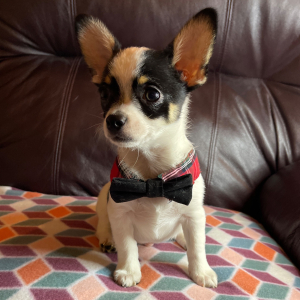 Chihuahua Puppy Lil Chance