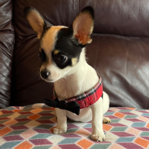Chihuahua Puppy Lil Chance
