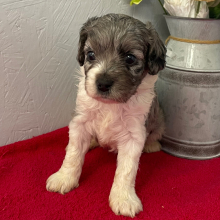 Cavapoo Puppy Luna