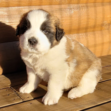 Saint Bernard Puppy Bocephus