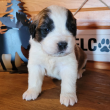 Saint Bernard Puppy Bixby