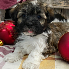 Havanese Puppy Osborn