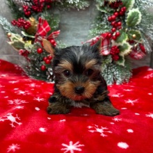 Yorkshire Terrier Puppy Conner