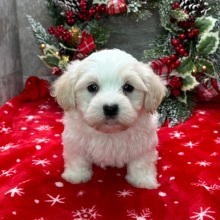 Havanese Puppy Israel