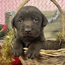 Labrador Retriever Puppy Davey