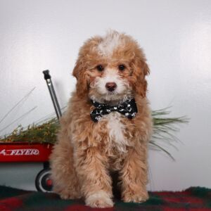 Cockapoo Puppy Snuggles