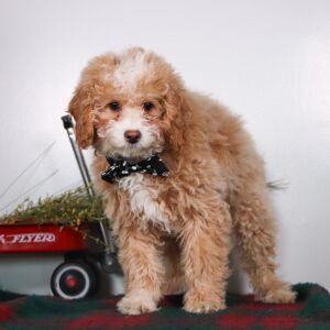 Cockapoo Puppy Snuggles