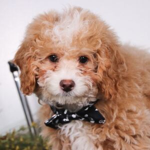 Cockapoo Puppy Snuggles