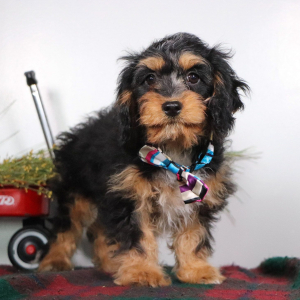 Cavapoo Puppy Gem