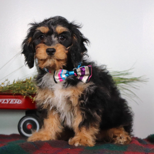 Cavapoo Puppy Gem