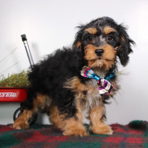 Cavapoo Puppy Gem