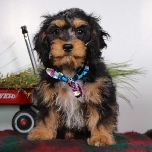 Cavapoo Puppy Gem
