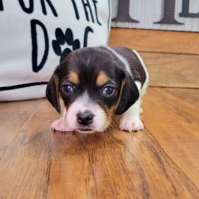 Beagle Puppy Chloe