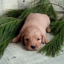 Golden Retriever Puppy Angel