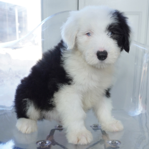 Old English Sheepdog Puppy Artie