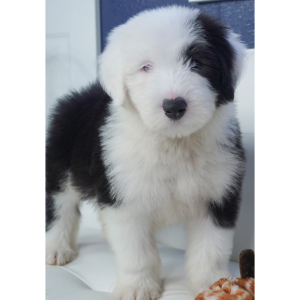 Old English Sheepdog Puppy Artie
